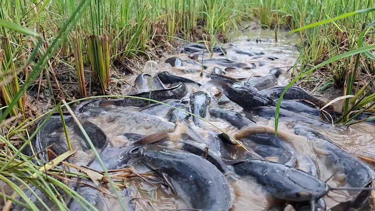 OMG amazing fishing! Catch a lot of fish and pick duck eggs in the grass at rice field near the road