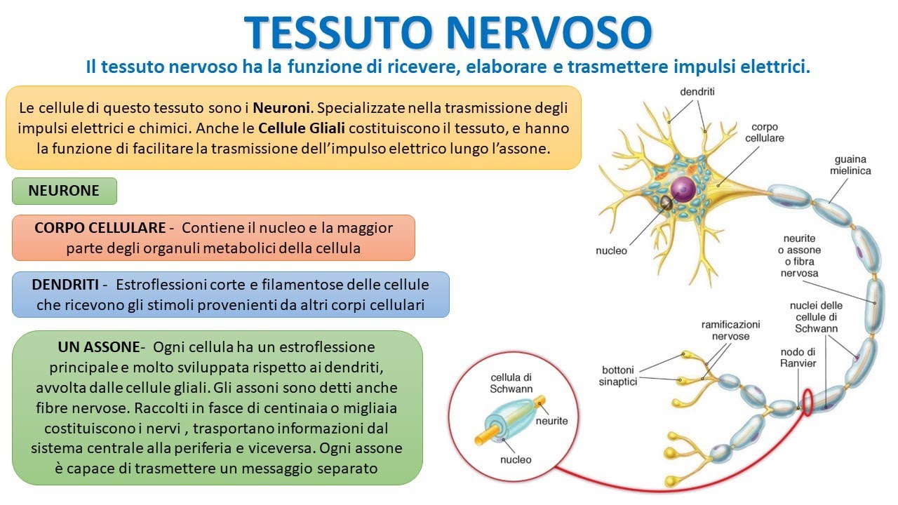 IL TESSUTO NERVOSO IN 4 MINUTI