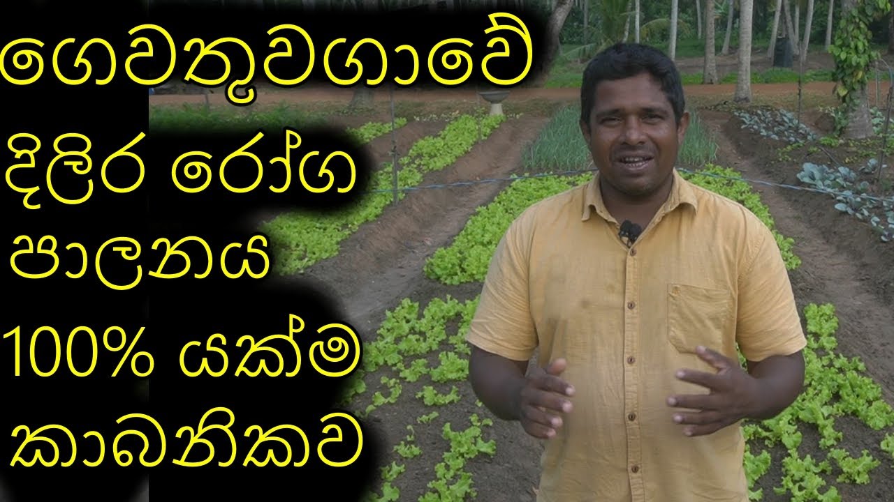 ගෙවතුවගාවේ දිලිර රෝග පාලනය කාබනිකව Control of garden blights organically தோட்ட ப்ளைட்ஸ் கட்டுப்பாடு