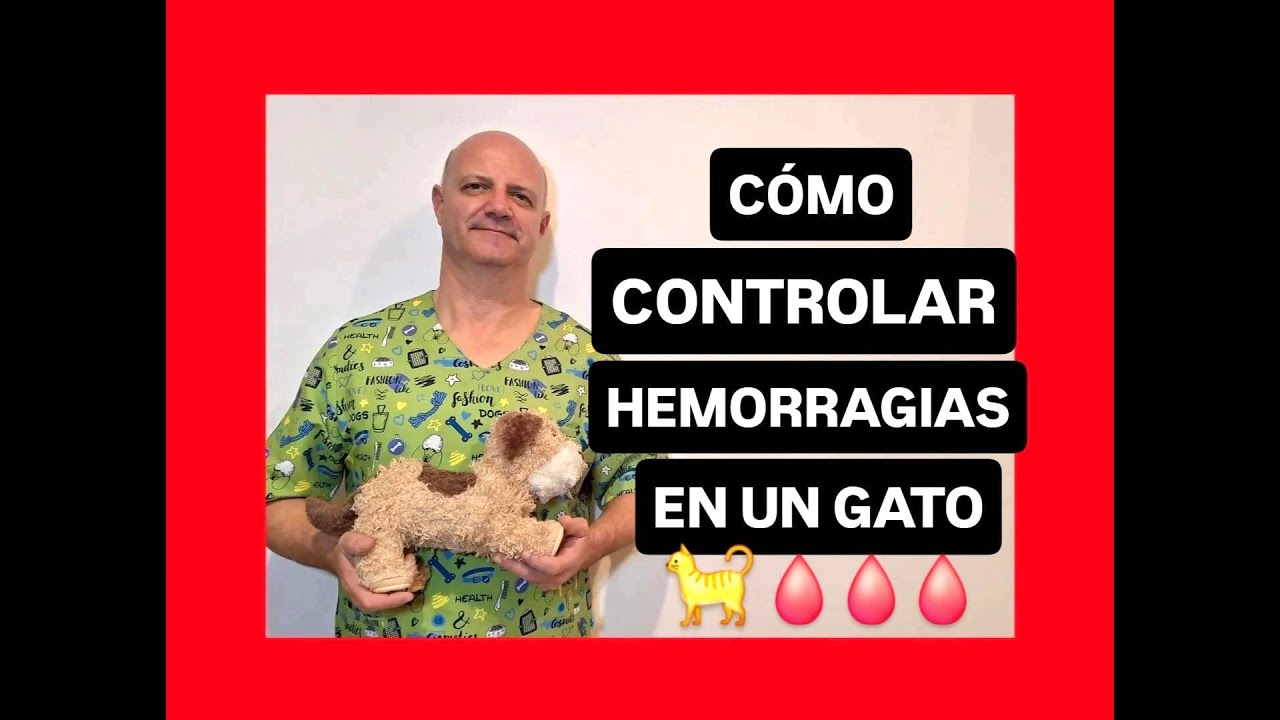 Cómo controlar hemorragias en un gato