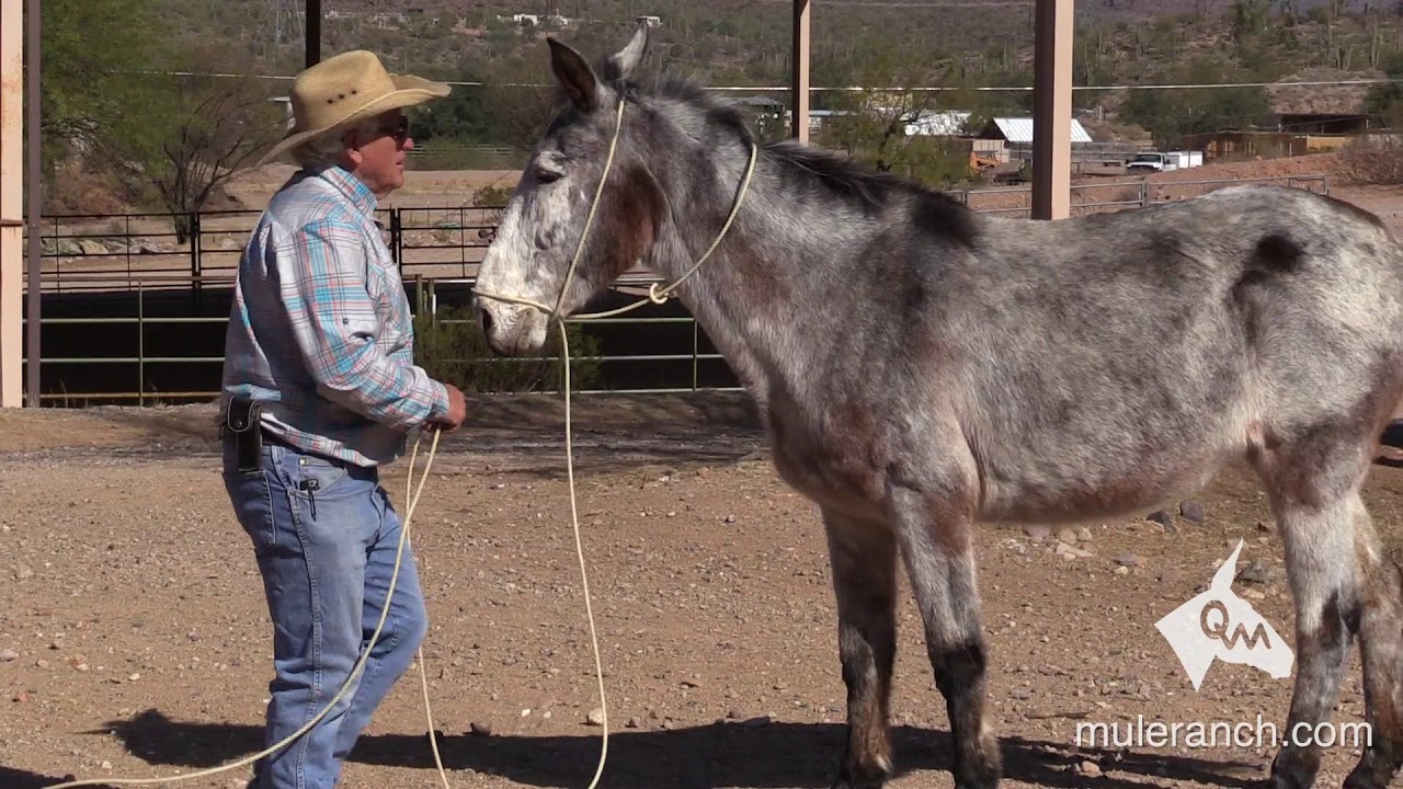 Steps to Take Before Getting In the Saddle | Desensitizing Is A Waste of Time