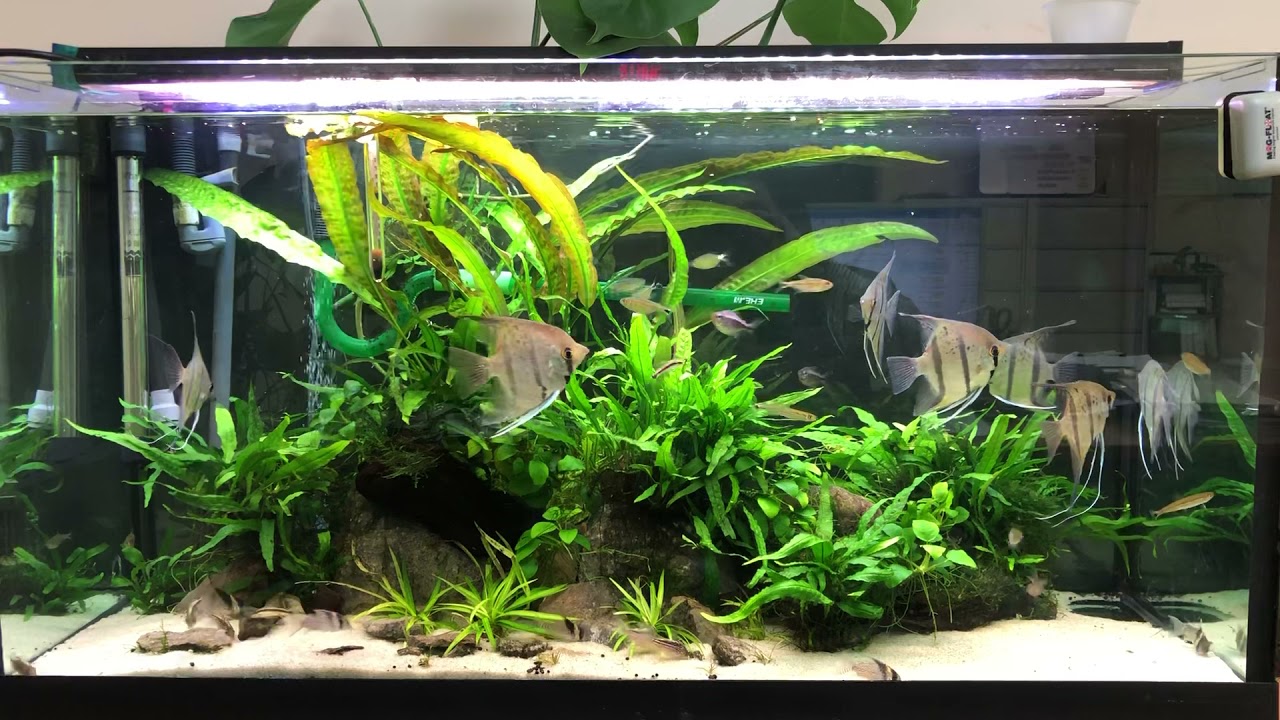 Pterophyllum Scalare Rio Nanay