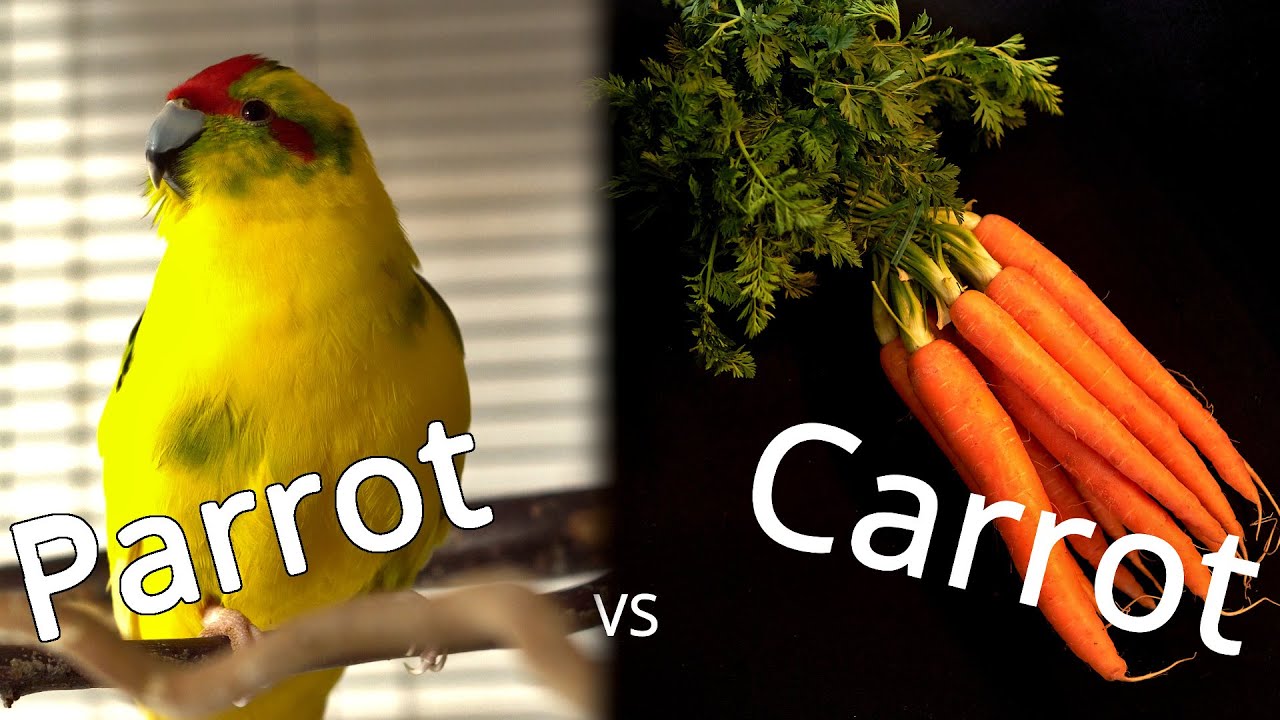Kakariki - Parrot 🦜VS 🥕 Carrot