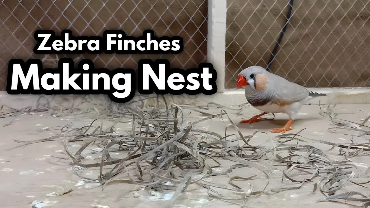 Zebra Finches Making Nest