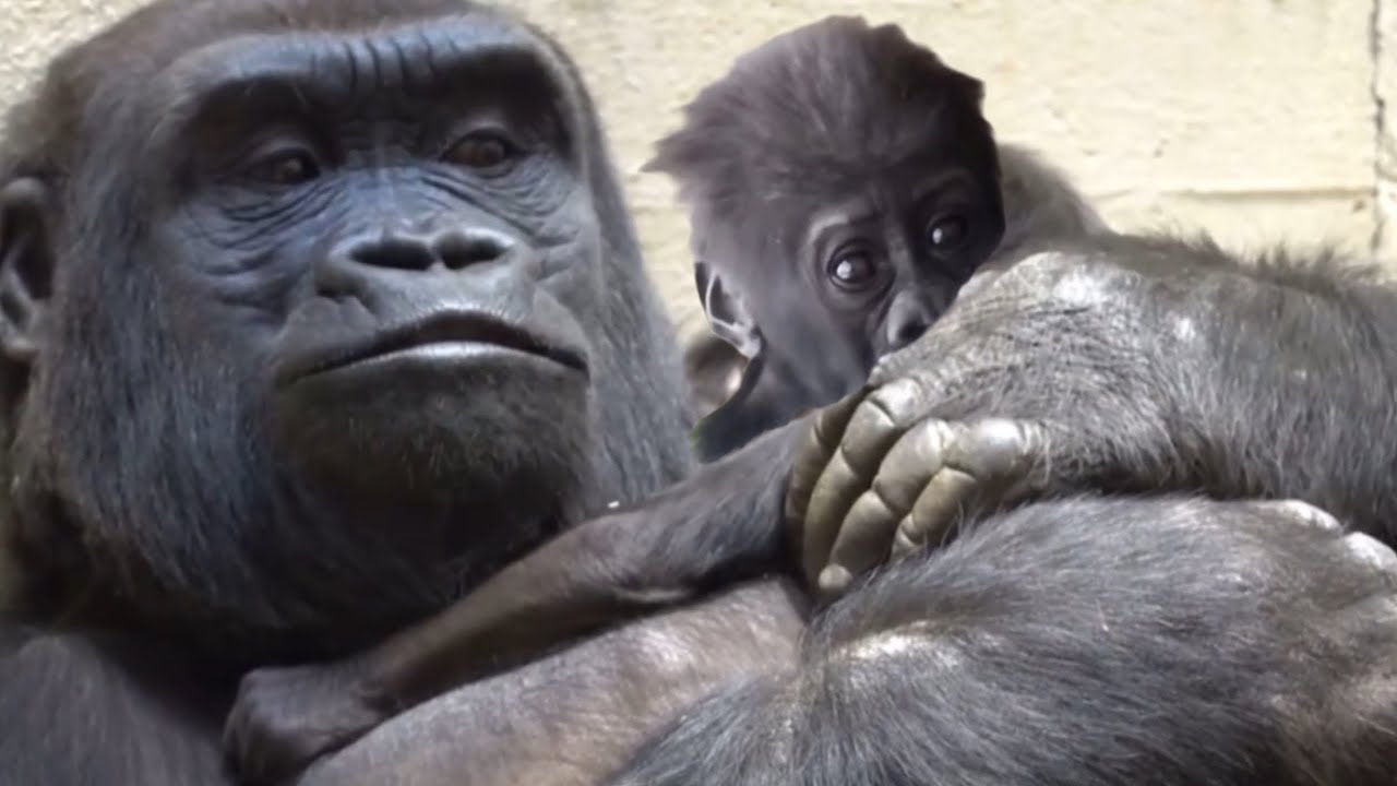 Newborn baby Gorillas. First days after birth ❤️