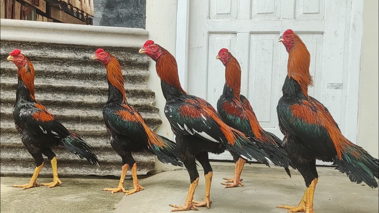 🐓🐓🦃Kandang boleh sederhana, tapi ayam BANGKOK NYA SUPER DUPER VVIP 🐓🐓