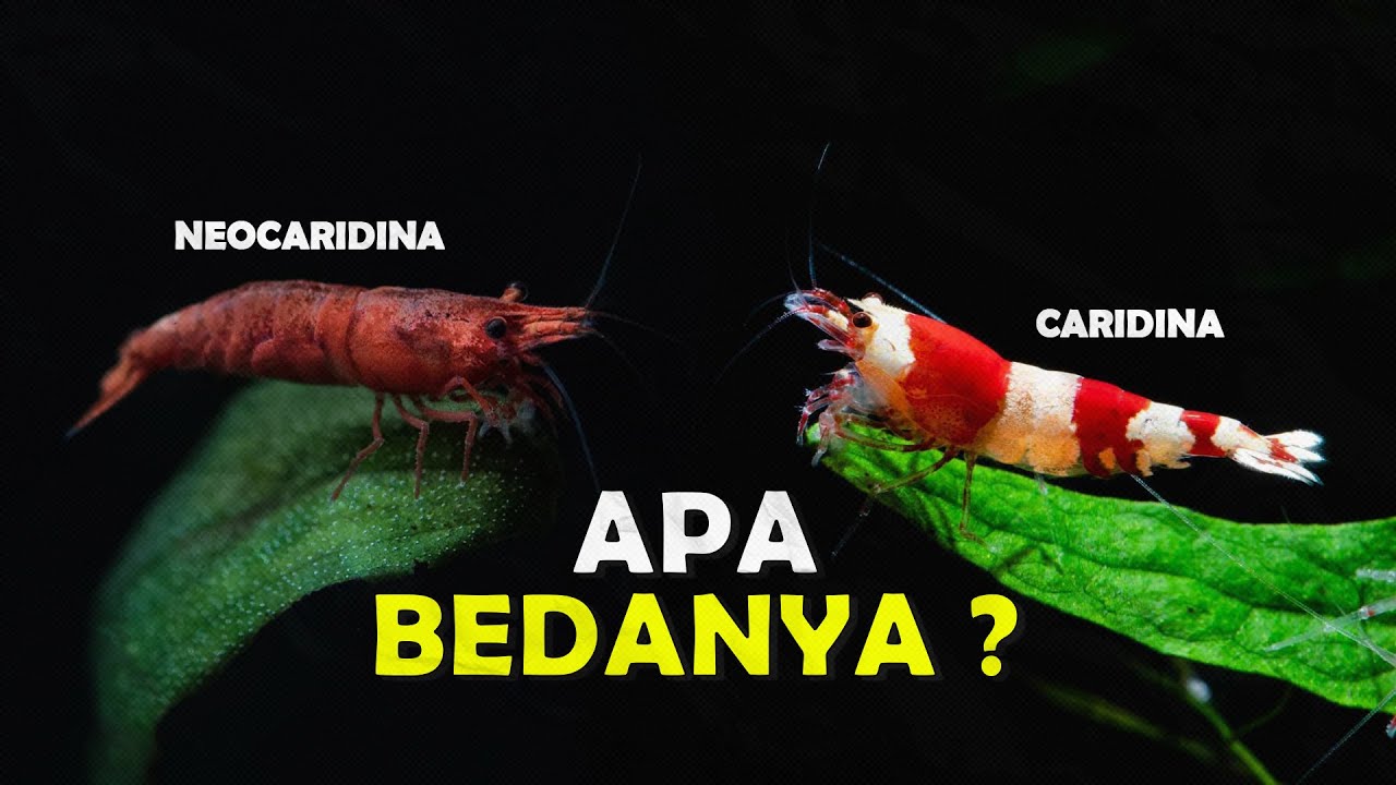 NEOCARIDINA VS CARIDINA APA YANG MEMBUAT MEREKA BERBEDA