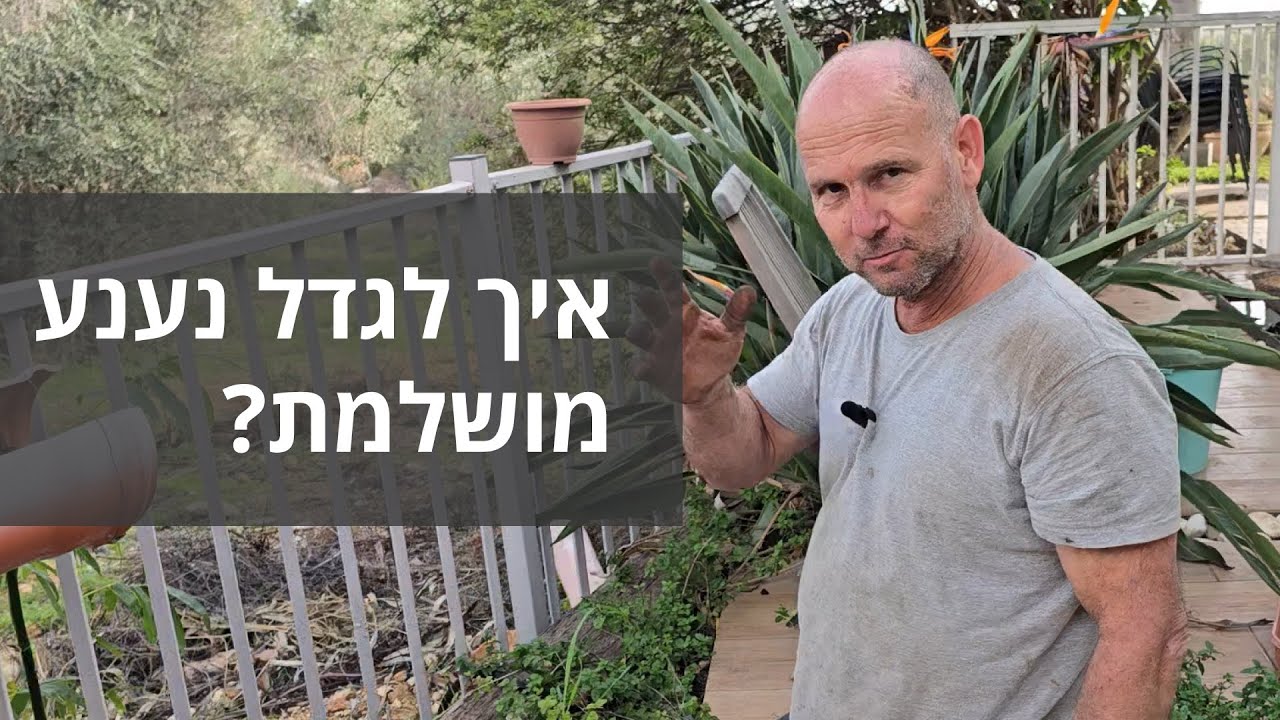 איך לגדל נענע מושלמת?