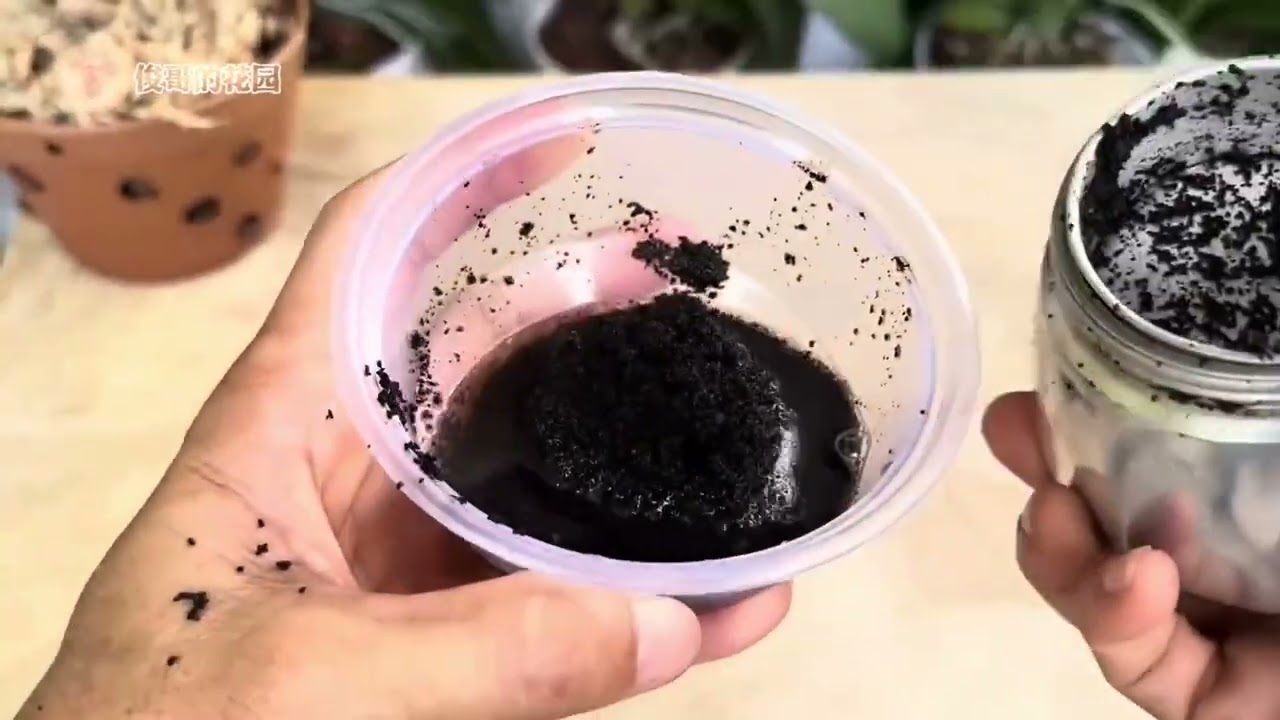 我把枯萎根系腐烂的蝴蝶兰这样倒过来放水里，新根立即疯狂生长 我把枯萎根系腐烂的蝴蝶兰这样倒过来放水里，新根立即疯狂生长#蝴蝶兰 #蝴蝶兰养护 #养花小知识 #花卉绿植 #分享家庭养花知识