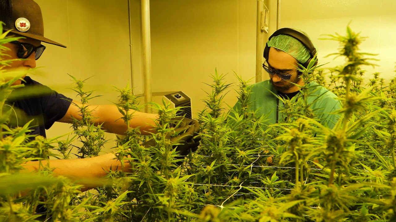 Graham Jennings with Oleum visits Soulshine Cannabis