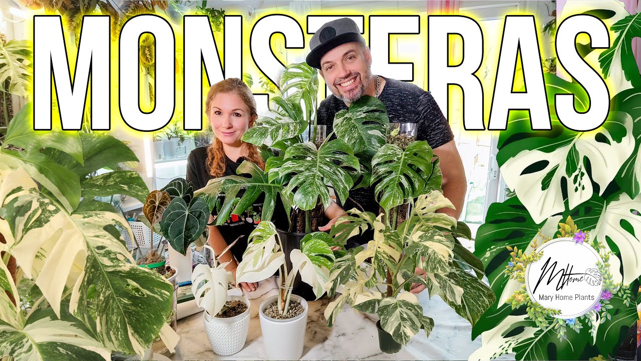Monsteras Variegadas Nuestra Coleccion MaryHomePlants🌿💚😊
