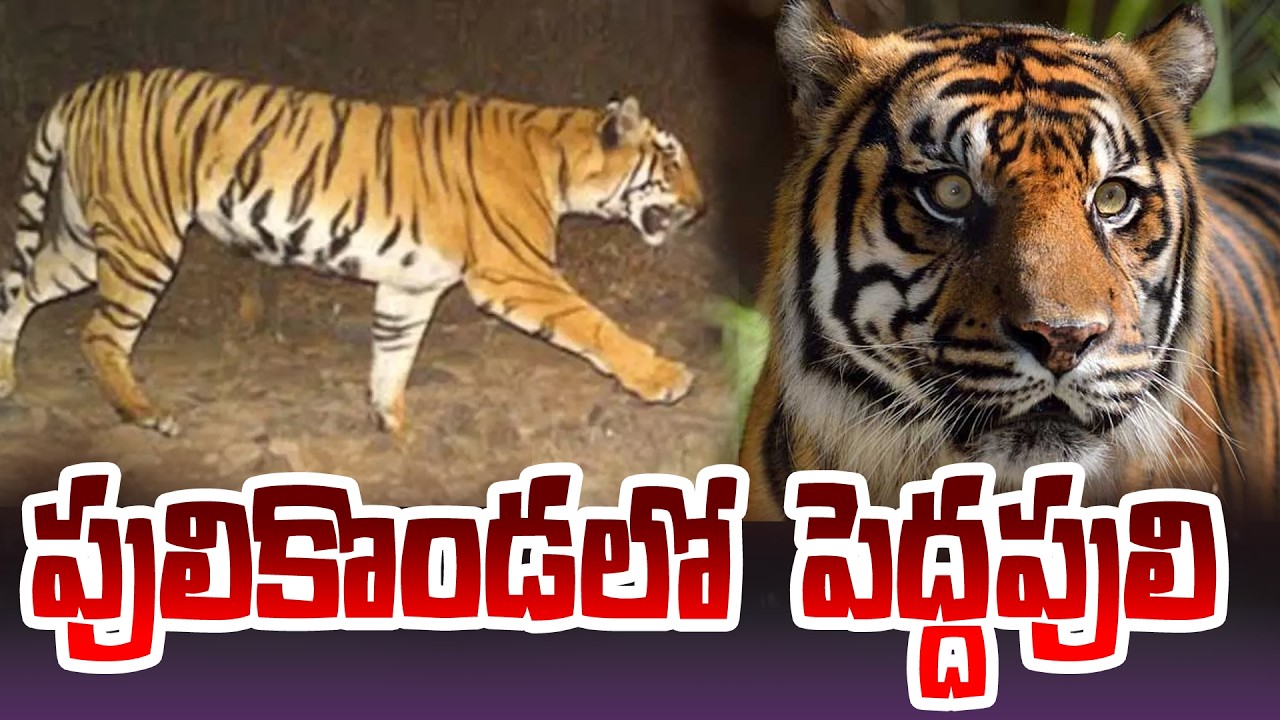 East Godavari : Tiger Roaming at Pulikonda in Gokavaram | MLA Jyothula Nehru | TV5 News