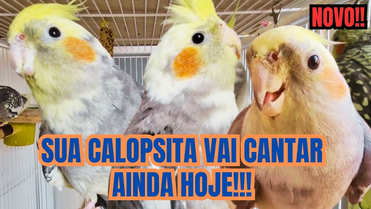 2 HORAS DE MELHORES CANTOS DE CALOPSITA PARA ENSINAR CALOPSITA A CANTAR