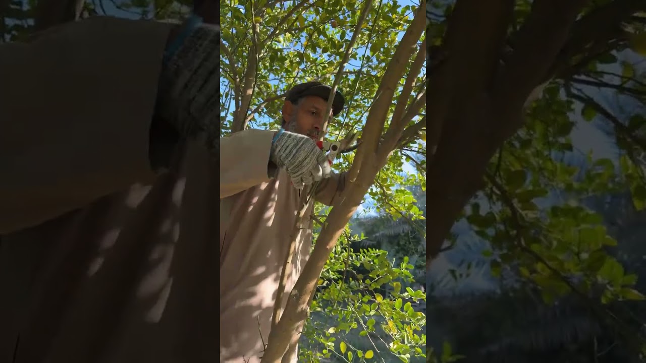 تقليم الليمون