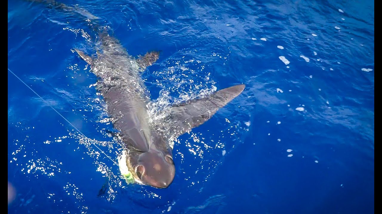 Massive SHARK that looks like an ALIEN!!! {Catch Clean Cook} Big Eye Thresher Shark