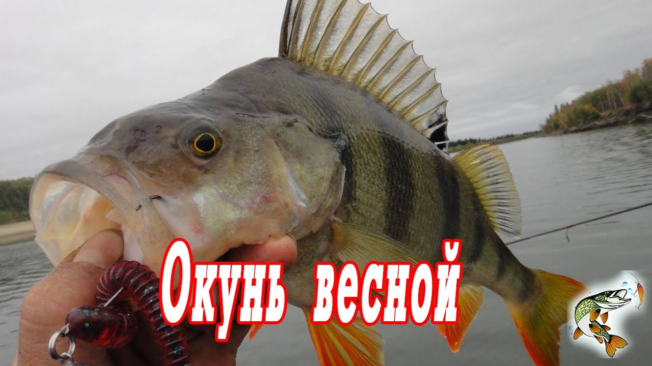 Окунь ранней весной  Снасти, оснастка и проводки