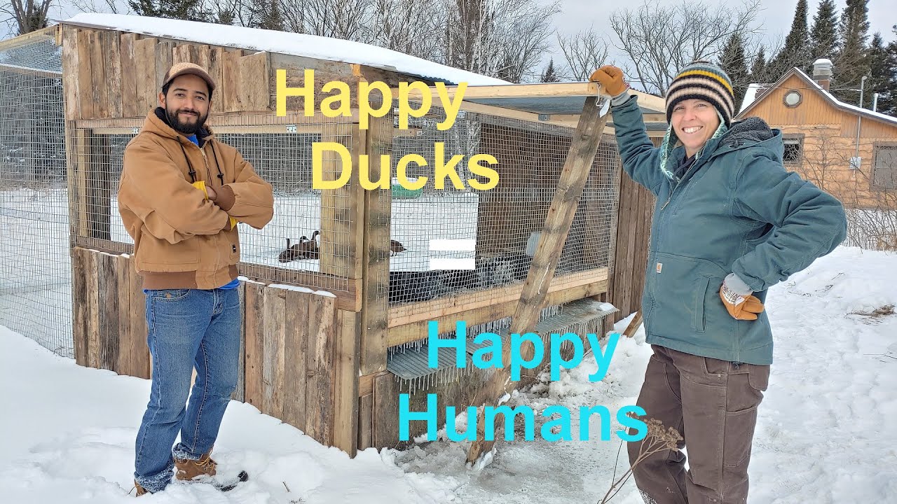 Building a Chicken and Duck Coop with Reclaimed Wood