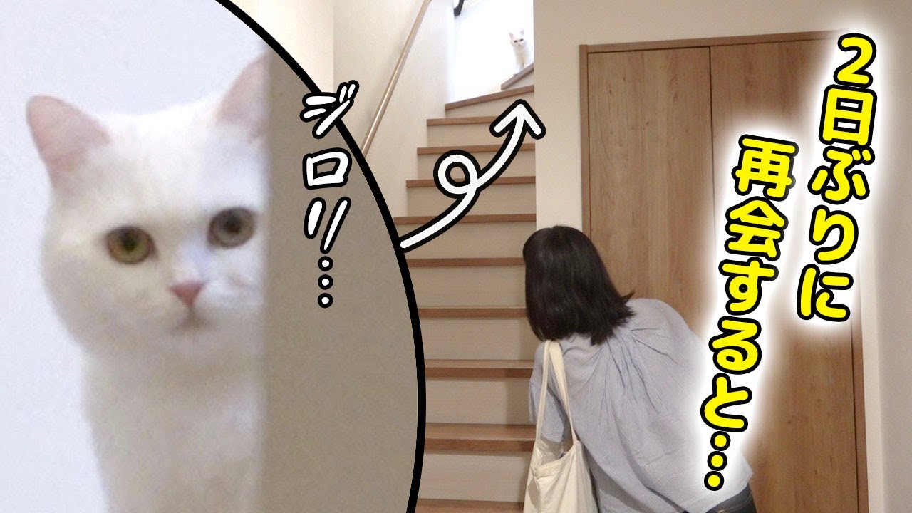 ２日ぶりに飼い主と再会したら猫はどんな反応をするのか？