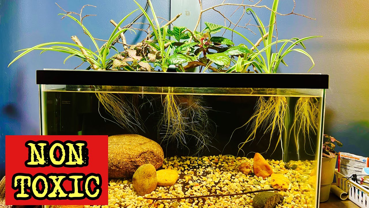 Unleash the Power of Non-Toxic Plants as Filters in a Cat-Safe Aquarium