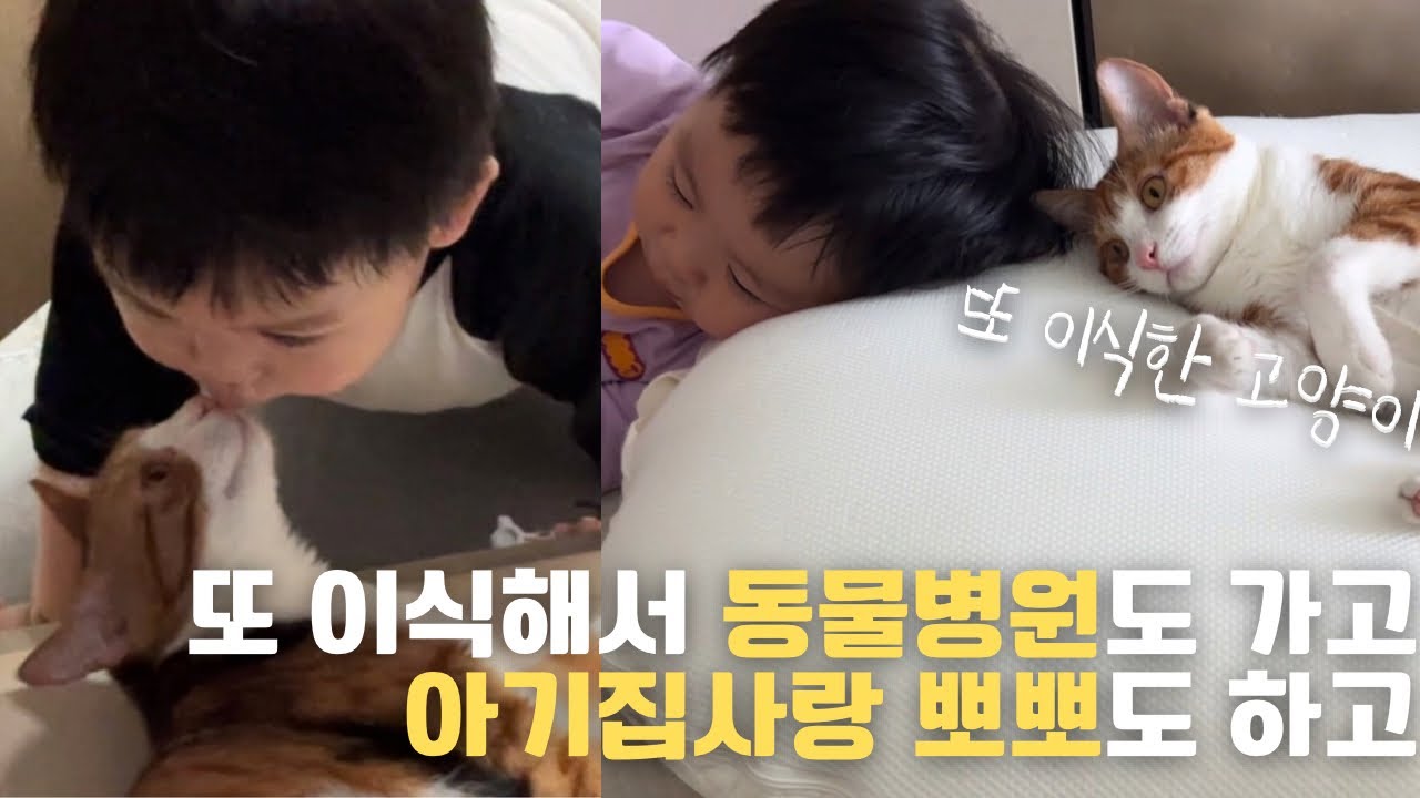 캣초딩의 멈추지 않는 이식증 이야기..🤦🏻‍♀️, 말이 점점 느는 21개월 아기집사👶, 뽀뽀도 하고 즐거운 일상 이야기