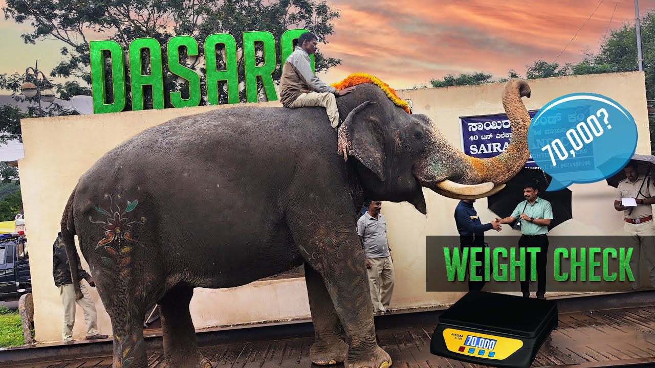 Mysore Dasara Elephants Weight Checking 2025