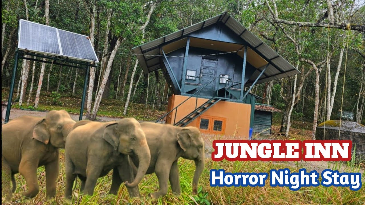 Thekkady Dense Forest Stay | Jungle Inn | Periyar Tiger Reserve | Jolly Trip