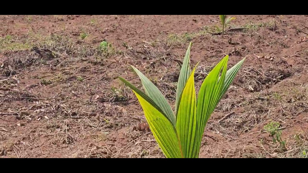Coconut field 