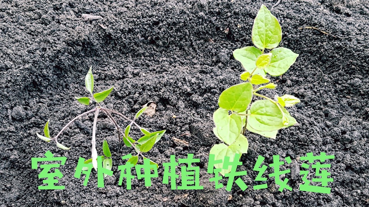 室外种植铁线莲