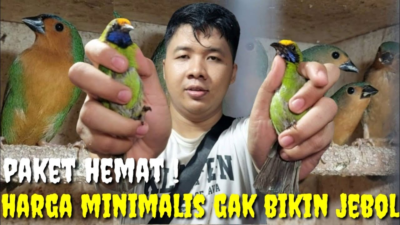 HARGA SPESIAL AGUSTUS ! BURUNG DGN PAKET HEMAT GAK BIKIN KANTONG JEBOL