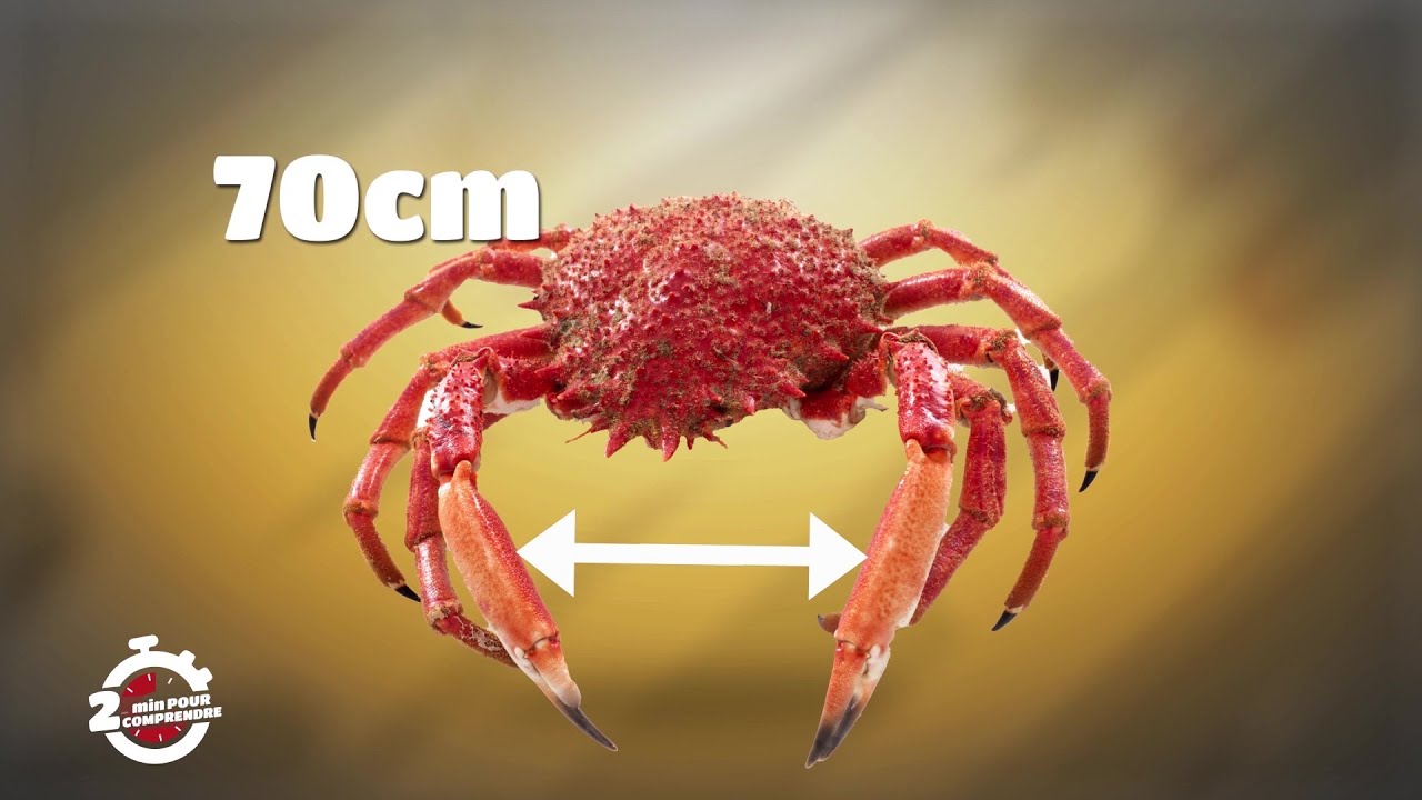 2mn pour comprendre l'araignée de mer