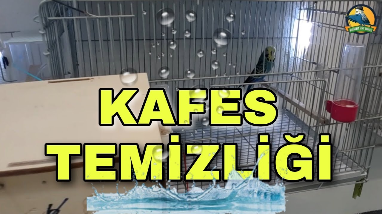 Muhabbet Kuşu Üretim Kafesi Temizliği Nasıl Yapılır ?