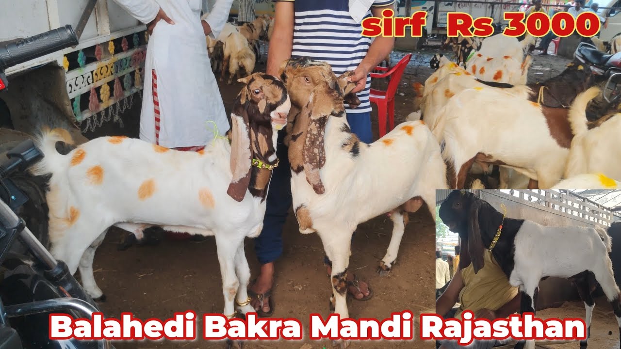 Balaheri Bakra Mandi Rajasthan live update 29/7/2024 तोतापुरी और मेवाती बच्चे आज सस्ते हैं