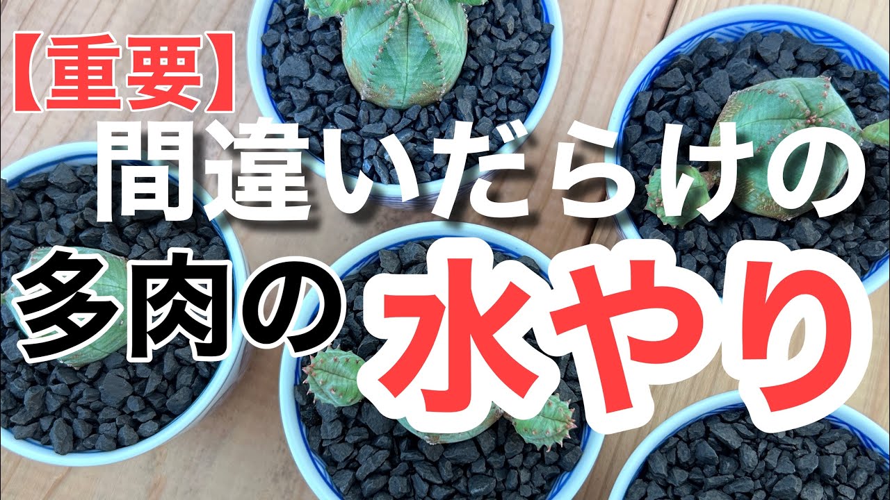 根の違いが明らか！水やり後→乾燥の大切さが良くわかる動画です