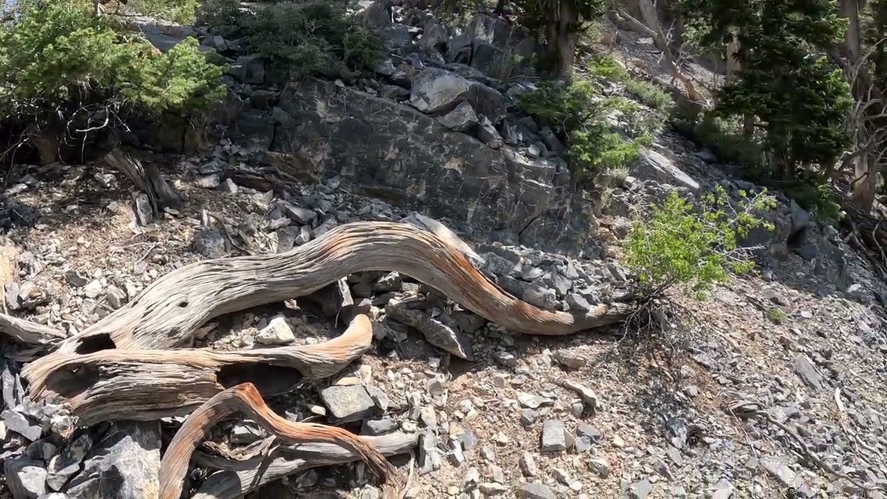 North Loop Trail to Charleston Peak: Epic Hiking Adventure