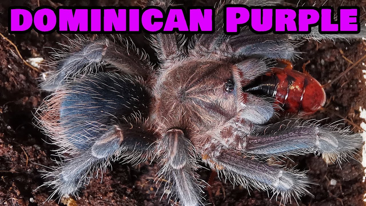 Phormictopus sp. Dominican Purple - czym w zasadzie jest? OPIS GATUNKOWY
