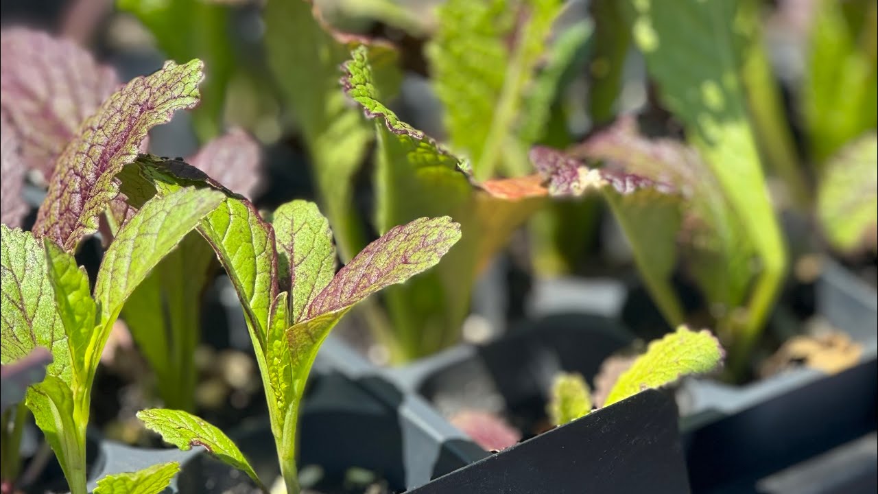 SEED STARTING ISSUES: TROUBLESHOOTING