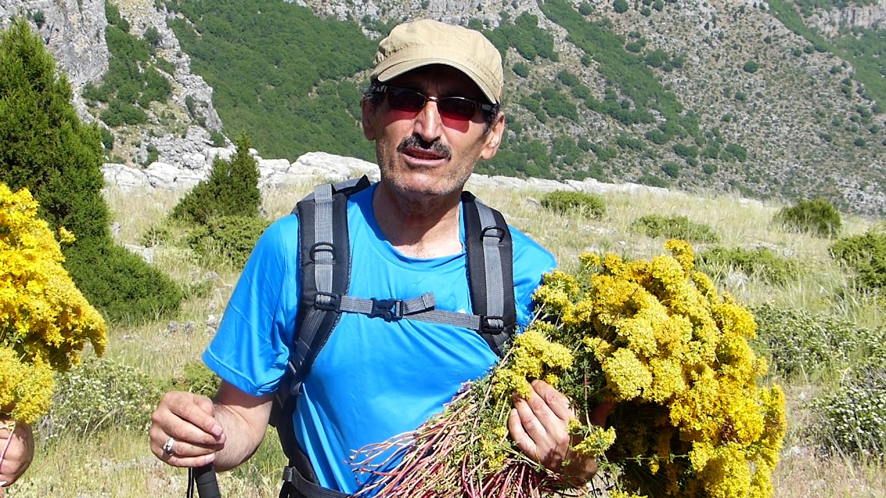 Torosların Şifalı bitkisi Sarı kantaron