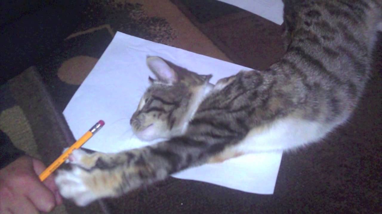 Cute Cat- Ironic, Funny, Sleepy Cat (Work Hard Play Hard by Wiz Khalifa)