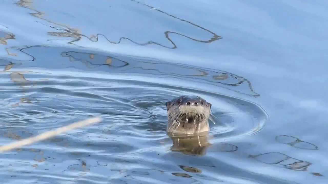 otters - arcata marsh
