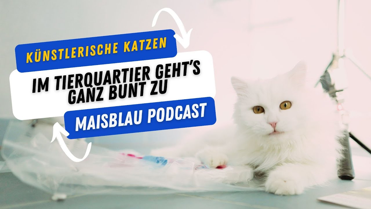 Malende Katzen im Tierquartier Wien - Pfotenhafte Kunstwerke