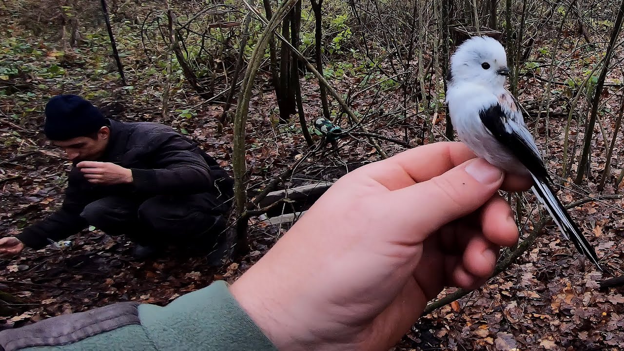 Ловля певчих птиц в лесу