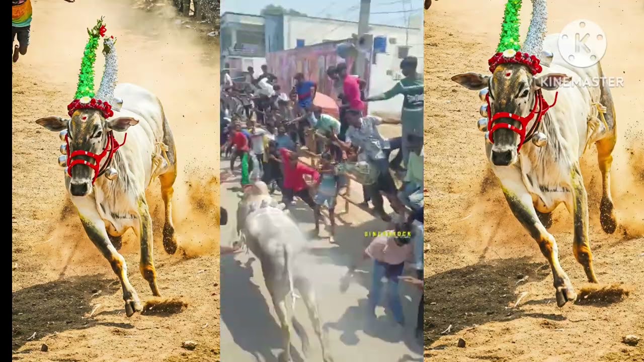 #கல்புதூர் வீதியில் #bull #subscribe #traditional 