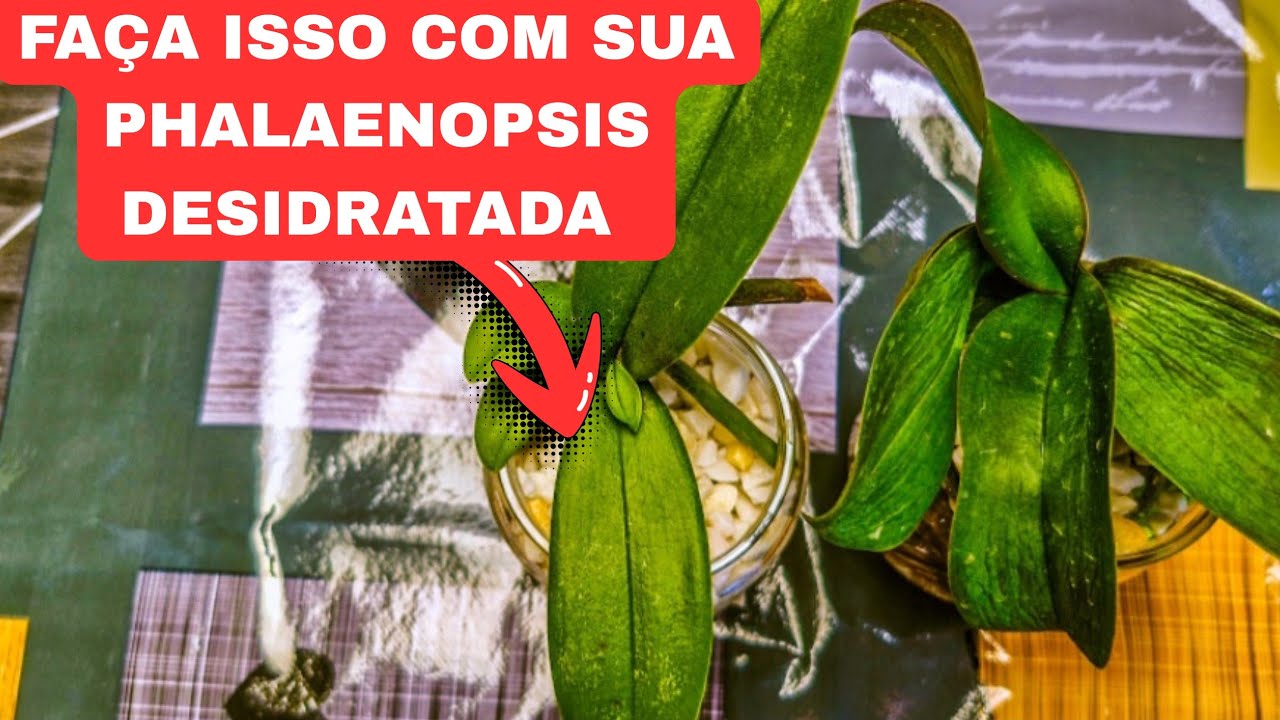 🟣O QUE FAZER COM UMA ORQUÍDEA PHALAENOPSIS DESIDRATADA 