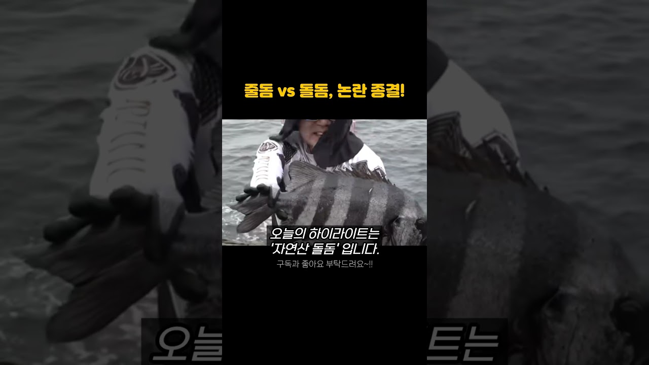 줄돔 vs 돌돔, 놀란 종결! #줄돔 #돌돔 #횟감 #생선회 #자연산 #지리 #양식 #생활꿀팁 #논란 #이건몰랐지 #제주도 #횟집 #사시미 #맛집 #먹방 #매운탕
