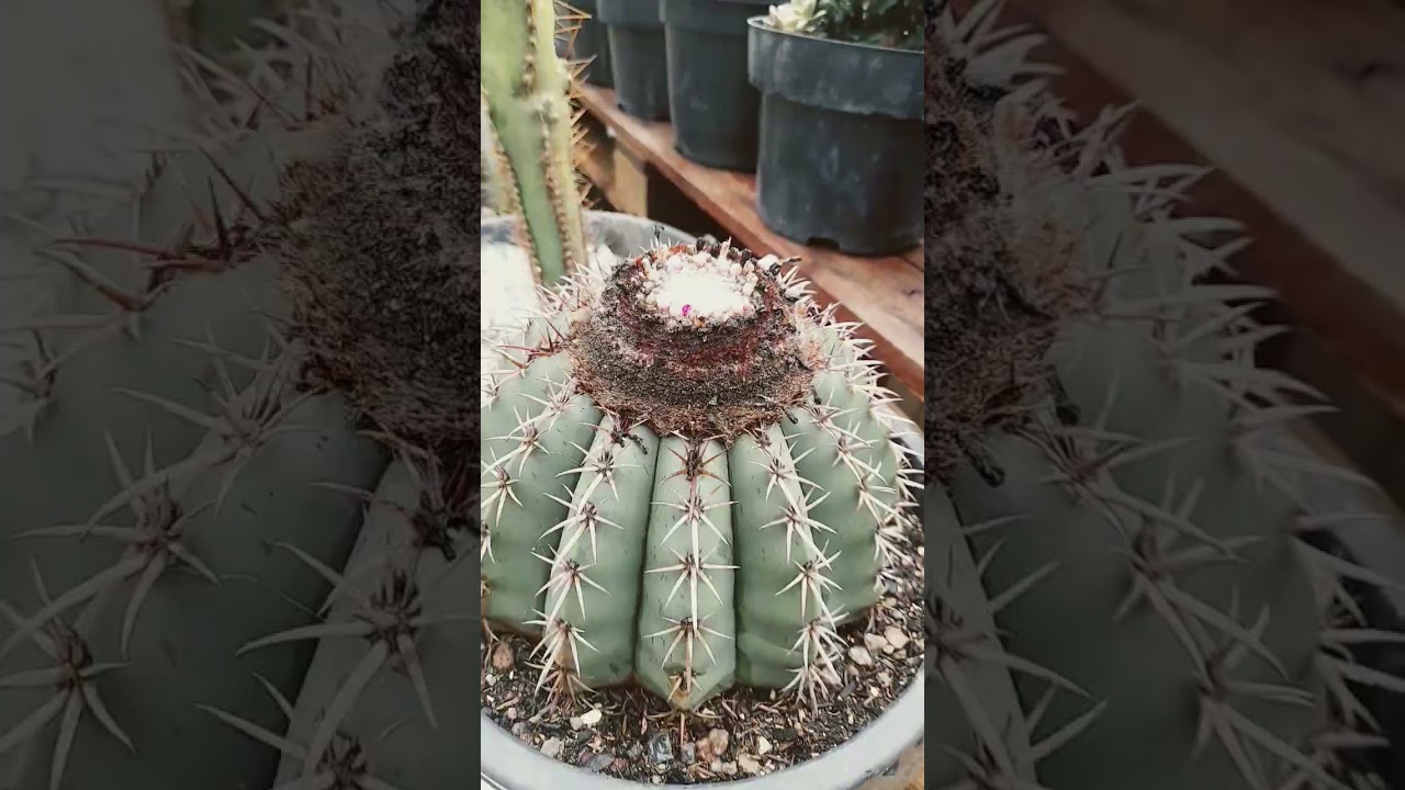 #succulent #cactus #flower #garden #jardim #cactos #cactusplant #plantas #jardimdecactos #plants