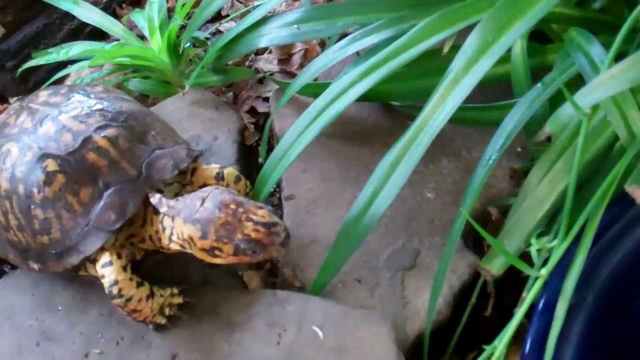 Sparky- box turtle care- terraruim