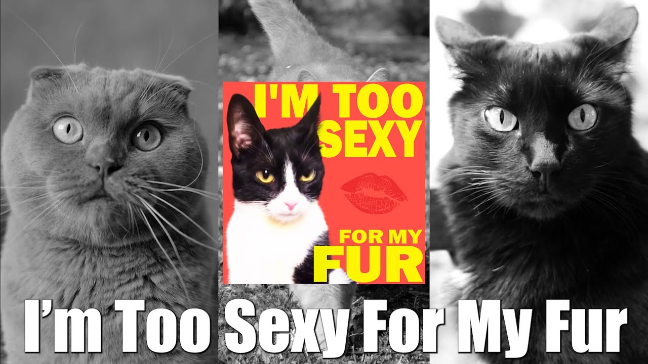 I'm Too Sexy For My Fur [Official Music Video] - Dusty Douglas