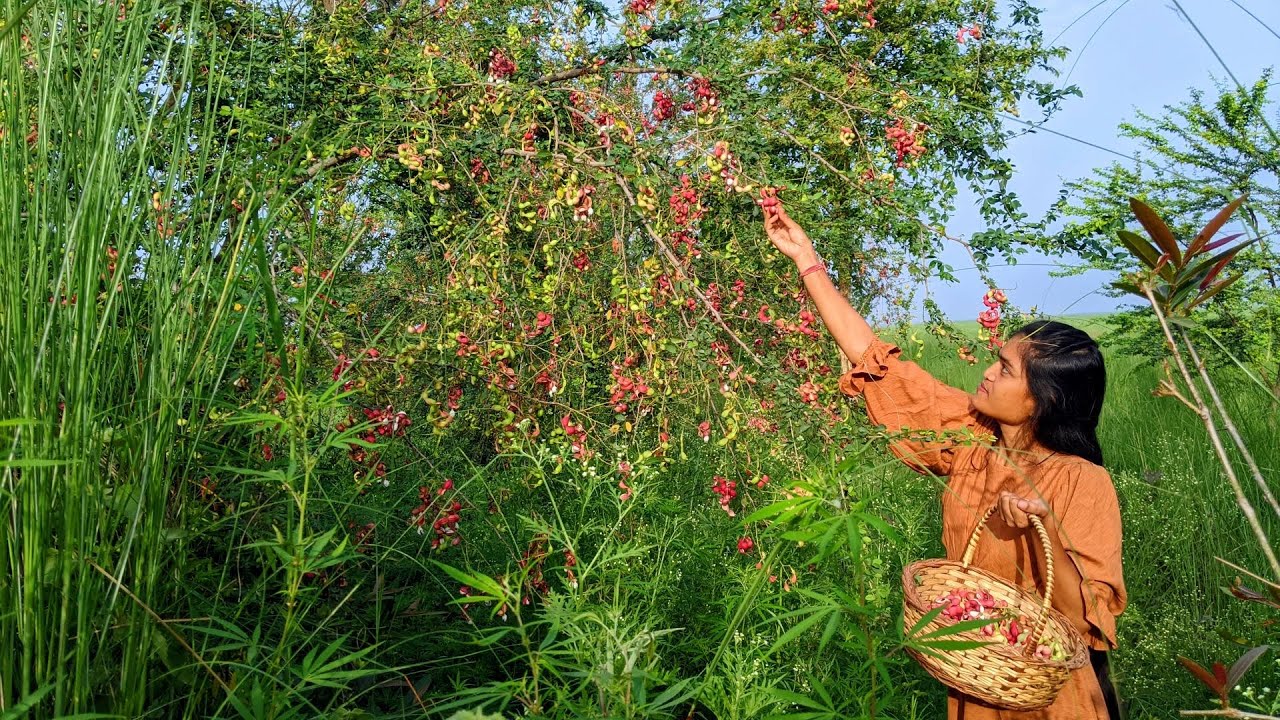 क्या आपने खाया है ये मीठा स्वादिस्ट जंगली फल | Jangli Sweet Fruit | Village Cooking Girl