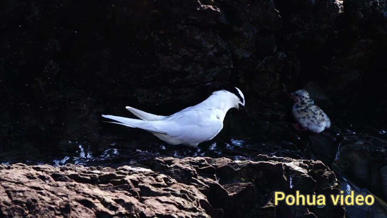 蒼燕鷗之一 Black-naped Tern 2023 7/20