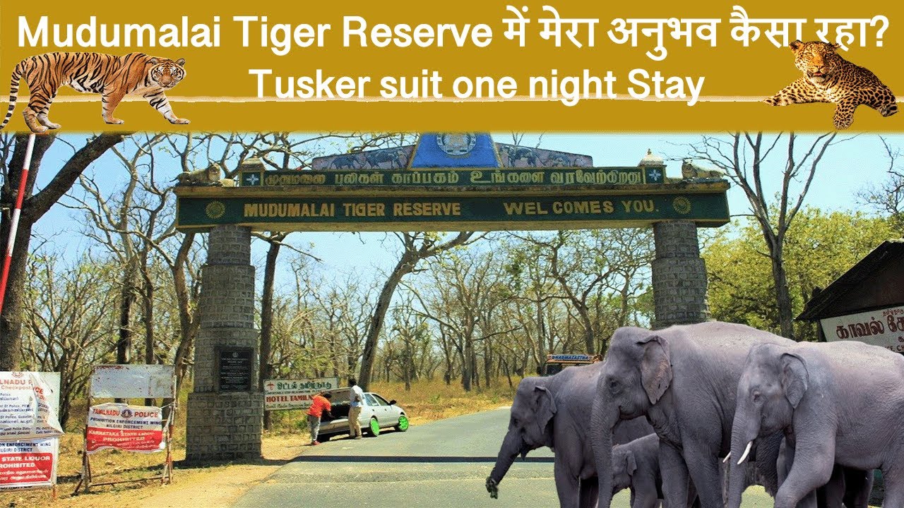 How to book a night stay in Mudumalai and Bandipur Tiger Reserves Close Encounter with Tiger